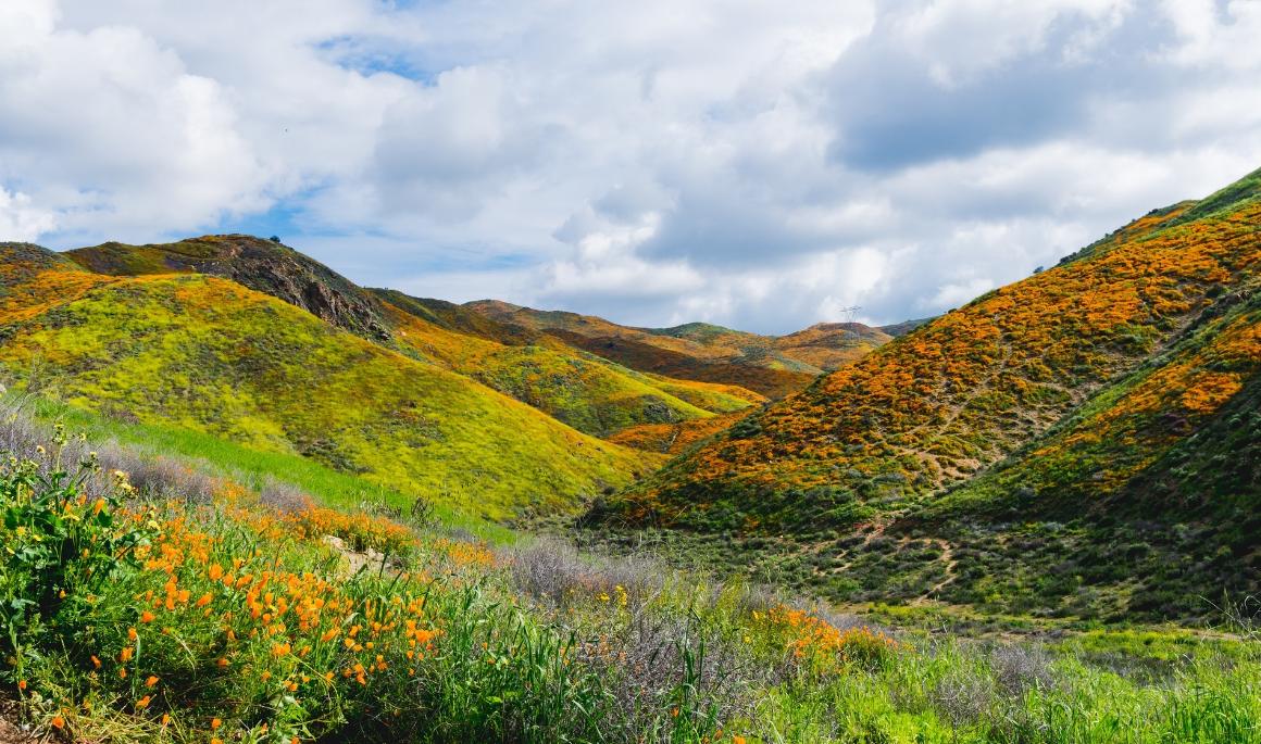 Rolling hills in California with grass and wild flowers dotting the horizon.
