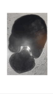 This gif demonstrates how the miniature intestines contract its muscles to move fluid through.