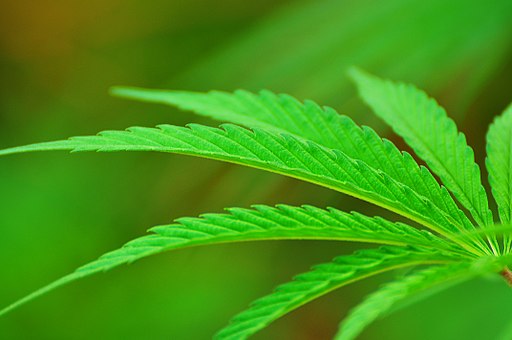 Building a brand THC-Style