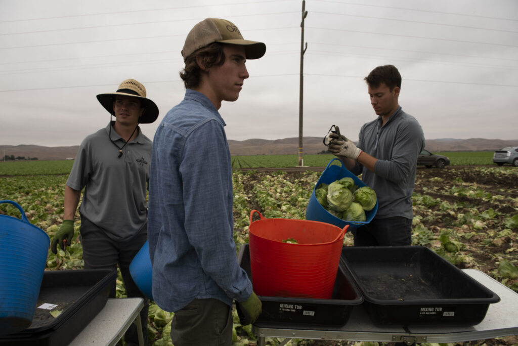 A second life for food left in the fields?