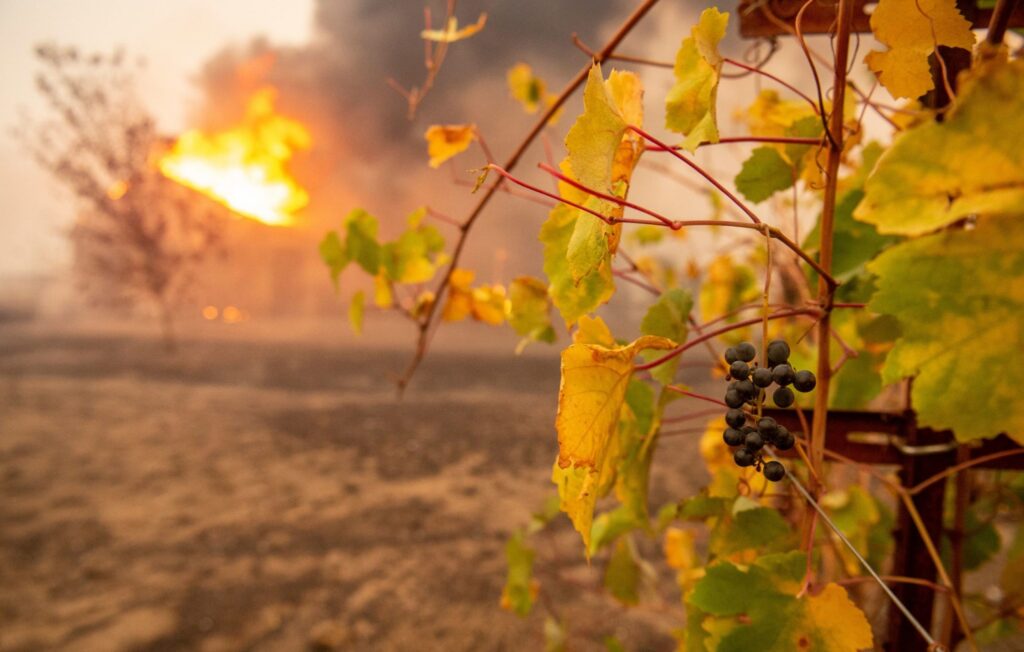 Fire and wine