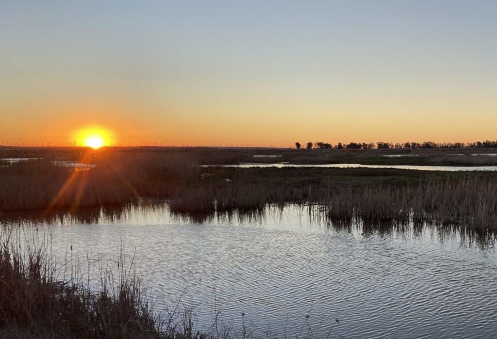Marsh matters
