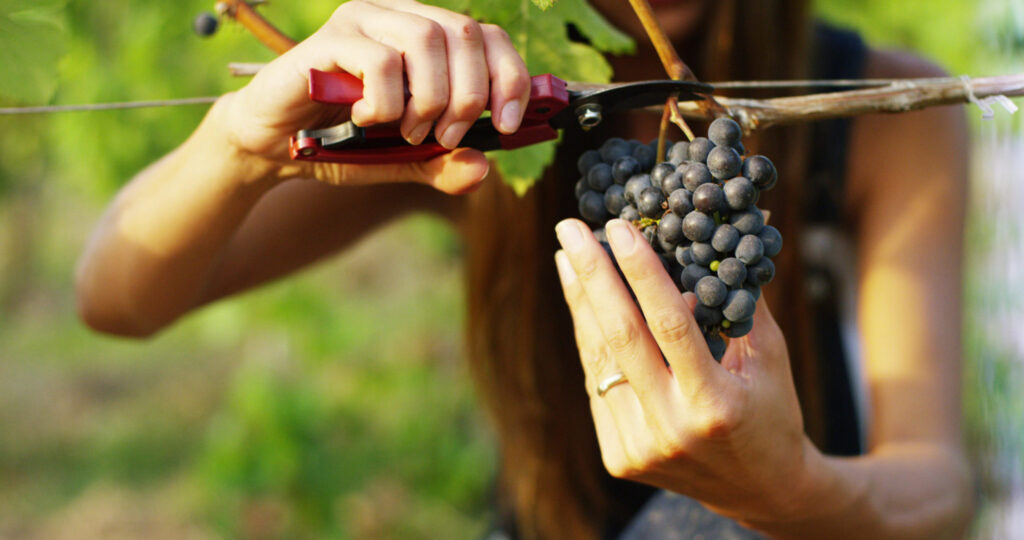 Of wine and women