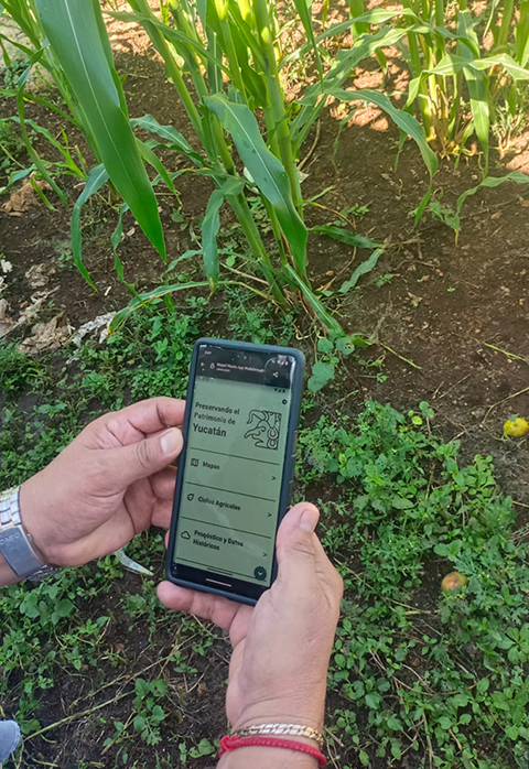 A point-of-view shot of an Indigenous mas hands holding a phone in a field—the phone screen features the simple, text-based homepage of the MayanRoots app.