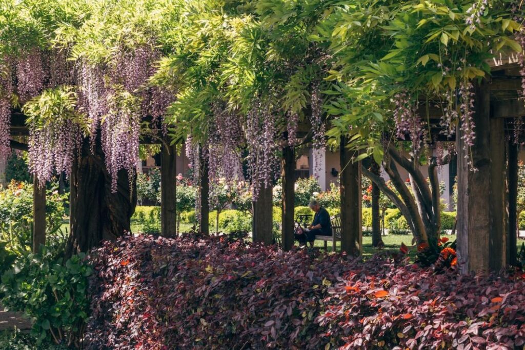 Wisteria hanging from the wooden overpass surrounding the Mission Gardens on Santa Clara's campus.