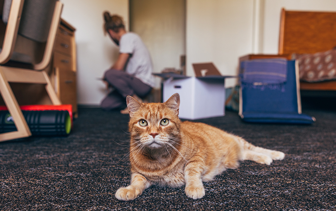 A tabby cat sits on the carpeted floor as a man unpacks books onto a shelf in the background.