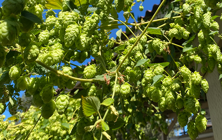 Farm to tap